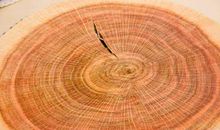 年轮上的记忆_600字