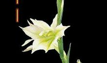 友谊的十字路口_1200字