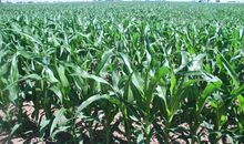 成长中的风景_750字