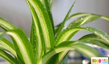 关于观察的作文：观察冰霜，吊兰_450字