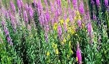 我心中最美的风景_750字