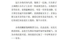 关于观察的作文：观察小狗_500字