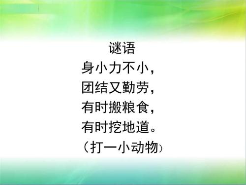 观察组成：观察豆类，柳树_800字