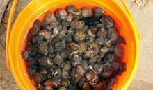 八月十七自感_250字