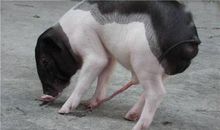 读书如采金_550字