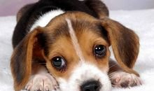 我的小狗皮皮_450字