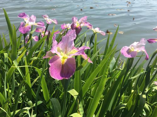 掌心的棕榈是沉淀的,花朵很轻,它是你的香味。放一个带肌腱伞走走路,到底,莲花仍然是莲花,莲花是红色的,你的脸颊?让人们寻找夏日 - 绿色绕组。毕竟,记忆不是在寻找的,他们只是言语,苍白的弱点。