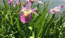 朗月照花，微澜碎影_600字