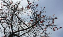 看木棉，心所感_300字