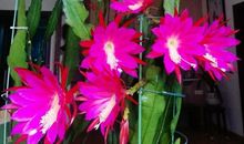 成长是那朵花_800字