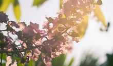 阳光灿烂的日子_900字