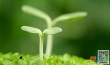 生命的感悟_1000字