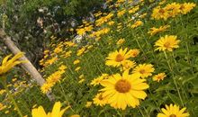 我的成长年华_1200字