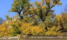 在小树下驻足_1000字