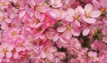 等一城花开_900字