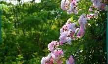 蔷薇盛开，似青春不败_300字