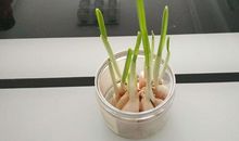 关于观察的作文：观察大蒜_200字