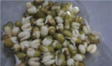 关于观察的作文：观察绿豆_300字