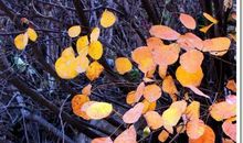 那抹秋色_1000字