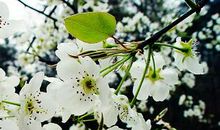 梨花醉酒佳人泪_100字