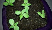 我还未长大_50字