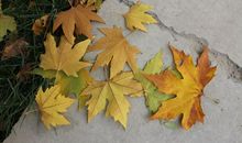 黄叶在秋风中飘落_600字