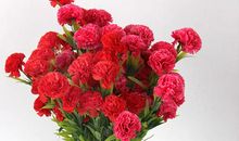 关于母亲节作文：十一支康乃馨_1500字