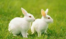 我的长耳朵兔子_700字