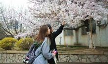 稚嫩樱花，谢了_800字