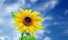 心中的阳光_1000字