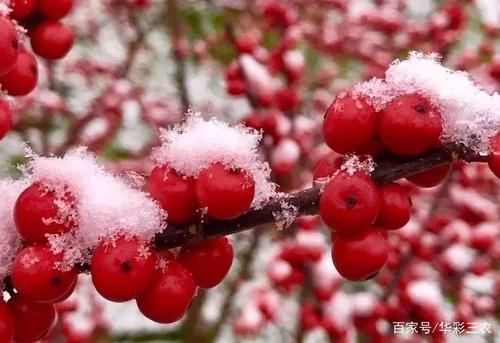 第一次冬季欢迎新年_450字