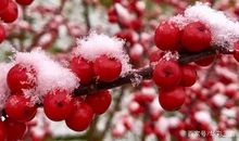 初冬迎新年_450字