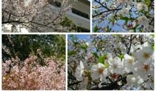 微风拂过樱花瓣_1500字