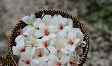 放不下的时光_650字