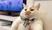 第一次主持_650字