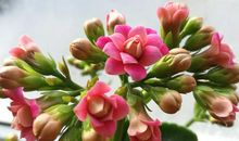 冬日里的一抹暖阳_1500字