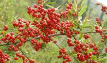 那片难忘的故土_500字