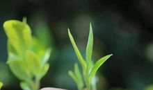 一枝嫩芽出古树来_1200字