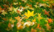 秋去春来，我们不在是孩子_700字