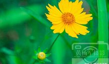 爱如野花那样默默无闻_900字