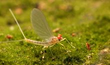 蜉蝣，浮游_900字