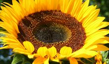 向日葵总在阳光下放纵_1000字