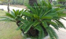 铁树之谜_1200字