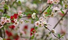 花影流年，一曲经年_650字