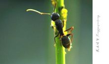 蚂蚁搬食之秘密_500字