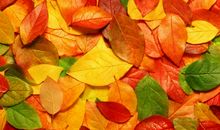 我发现了落叶的秘密_600字