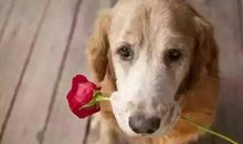 我发现了狗的秘密_1200字