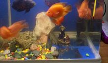 我发现了鱼的秘密_500字