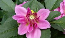 零落尘泥碾作尘_1000字