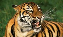 关于苦恼的作文：老虎的苦恼_150字